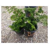 2) Dwarf Hinoki Cypress