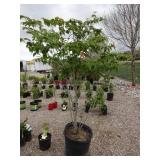 Cherokee Princess Dogwood