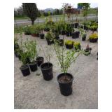 Cornelian Cherry Dogwood