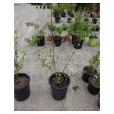 Cornelian Cherry Dogwood