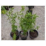 3) Cornelian Cherry Dogwood