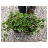 2) Emerald Carpet Creeping Raspberry