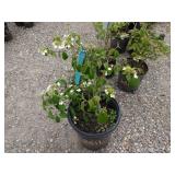 Viburnum