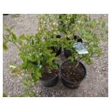 2) Legacy Blueberry