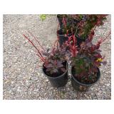 2) Rose Glow Barberry