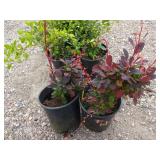 2) Rose Glow Barberry