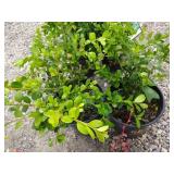 2) Winter Gem Boxwood