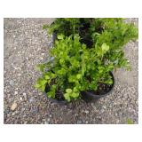 2) Winter Gem Boxwood