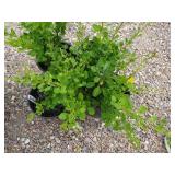 4) Green Barberry