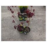 2) Purple Smoke Bush