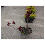 2) Purple Smoke Bush