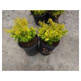 2) Golden Nugget Dwarf Japanese Barberry
