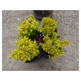 4) Golden Nugget Dwarf Japanese Barberry
