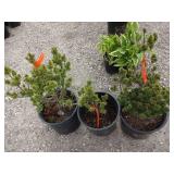 3) Dwarf Japanese White Pine