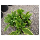 4) Variegated Hosta