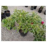 Nove Zembla Rhododendron