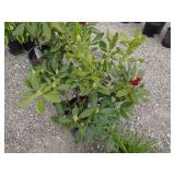 Nove Zembla Rhododendron