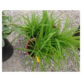 4) Daylily
