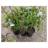 3) Pussy Willow