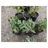 3) Clary Sage