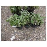 3) Clary Sage