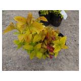 2) Rubidor Weigela