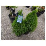 2) Dwarf Alberta Spruce