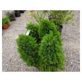 4) Dwarf Alberta Spruce