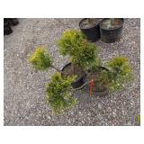 2) Sunglod Thread Branch Cypress