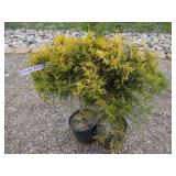 2) Reingold Arborvitae