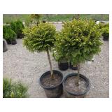 2) Little Gem Norway Spruce