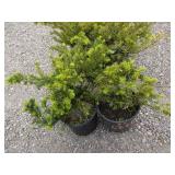 2) Dark Green Yew