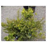 2) Dark Green Yew