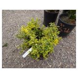 4) Emerald N Gold Euonymus