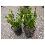 2) Green Spire Euonymus
