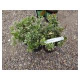 2) Emerald Faiety Euonymus