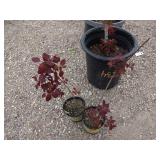 2) Purple Smoke Bush