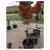 Upright Japanese Maple