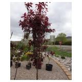 Thunder Cloud Flowering Plum