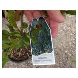 2) Hedge Cotoneaster