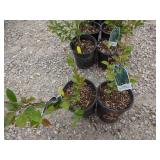 2) Hedge Cotoneaster