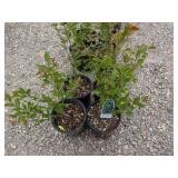 4) Hedge Cotoneaster