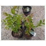 4) Hedge Cotoneaster