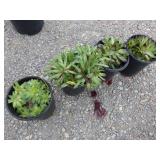 4) Hens and Chicks
