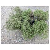 6) Thyme