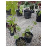 2) Bigleaf Maple