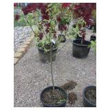 Red McIntosh Apple Tree
