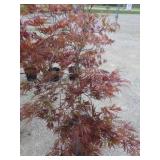 Japanese Maple Tree