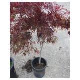 Japanese Maple Tree