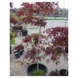 Japanese Maple Tree